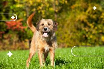 Cantidad de alimento para un cachorro